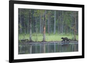 Wild Eurasian Wolverine (Gulo Gulo) Walking Along Waters Edge, Kuhmo, Finland, July 2008-Widstrand-Framed Photographic Print
