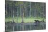 Wild Eurasian Wolverine (Gulo Gulo) Walking Along Waters Edge, Kuhmo, Finland, July 2008-Widstrand-Mounted Photographic Print