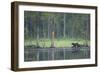 Wild Eurasian Wolverine (Gulo Gulo) Walking Along Waters Edge, Kuhmo, Finland, July 2008-Widstrand-Framed Photographic Print