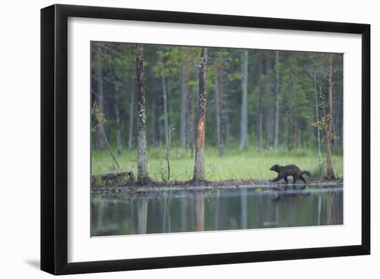 Wild Eurasian Wolverine (Gulo Gulo) Walking Along Waters Edge, Kuhmo, Finland, July 2008-Widstrand-Framed Photographic Print