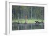 Wild Eurasian Wolverine (Gulo Gulo) Walking Along Waters Edge, Kuhmo, Finland, July 2008-Widstrand-Framed Photographic Print