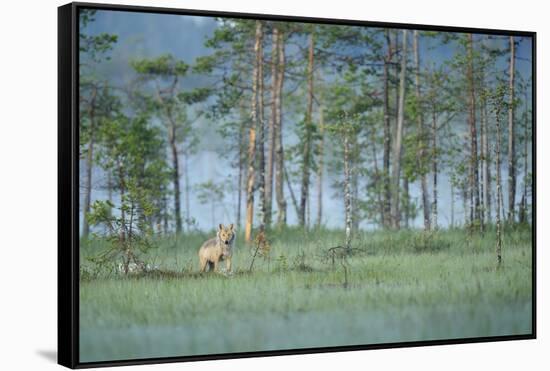 Wild European Grey Wolf (Canis Lupus) Kuhmo, Finland, July 2008-Widstrand-Framed Stretched Canvas