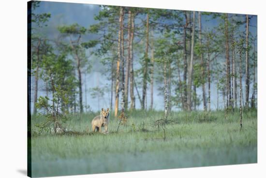 Wild European Grey Wolf (Canis Lupus) Kuhmo, Finland, July 2008-Widstrand-Stretched Canvas