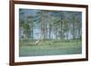 Wild European Grey Wolf (Canis Lupus) Kuhmo, Finland, July 2008-Widstrand-Framed Photographic Print