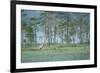 Wild European Grey Wolf (Canis Lupus) Kuhmo, Finland, July 2008-Widstrand-Framed Photographic Print