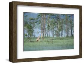 Wild European Grey Wolf (Canis Lupus) Kuhmo, Finland, July 2008-Widstrand-Framed Photographic Print