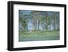 Wild European Grey Wolf (Canis Lupus) Kuhmo, Finland, July 2008-Widstrand-Framed Photographic Print