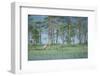 Wild European Grey Wolf (Canis Lupus) Kuhmo, Finland, July 2008-Widstrand-Framed Photographic Print