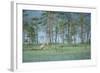 Wild European Grey Wolf (Canis Lupus) Kuhmo, Finland, July 2008-Widstrand-Framed Photographic Print