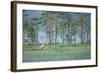 Wild European Grey Wolf (Canis Lupus) Kuhmo, Finland, July 2008-Widstrand-Framed Photographic Print