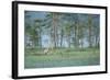 Wild European Grey Wolf (Canis Lupus) Kuhmo, Finland, July 2008-Widstrand-Framed Photographic Print