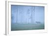 Wild European Grey Wolf (Canis Lupus) Silhoutted in Mist, Kuhmo, Finland, July 2008-Widstrand-Framed Photographic Print