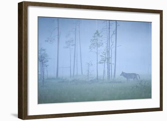 Wild European Grey Wolf (Canis Lupus) Silhoutted in Mist, Kuhmo, Finland, July 2008-Widstrand-Framed Photographic Print