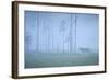 Wild European Grey Wolf (Canis Lupus) Silhoutted in Mist, Kuhmo, Finland, July 2008-Widstrand-Framed Photographic Print