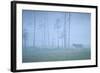 Wild European Grey Wolf (Canis Lupus) Silhoutted in Mist, Kuhmo, Finland, July 2008-Widstrand-Framed Photographic Print