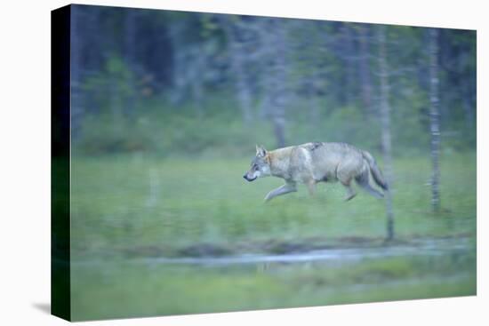 Wild European Grey Wolf (Canis Lupus) Walking, Kuhmo, Finland, July 2008-Widstrand-Stretched Canvas