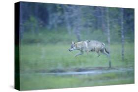 Wild European Grey Wolf (Canis Lupus) Walking, Kuhmo, Finland, July 2008-Widstrand-Stretched Canvas