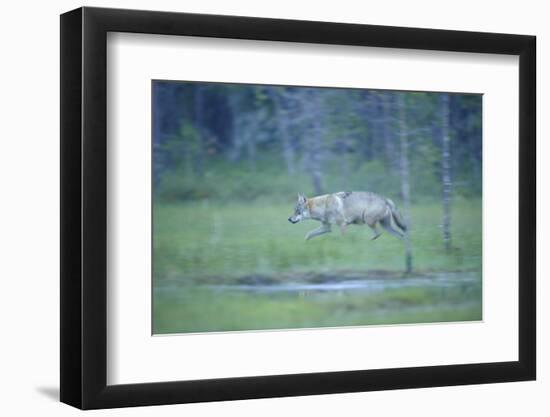 Wild European Grey Wolf (Canis Lupus) Walking, Kuhmo, Finland, July 2008-Widstrand-Framed Photographic Print