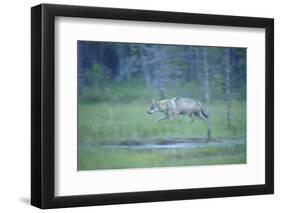 Wild European Grey Wolf (Canis Lupus) Walking, Kuhmo, Finland, July 2008-Widstrand-Framed Photographic Print