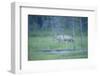 Wild European Grey Wolf (Canis Lupus) Walking, Kuhmo, Finland, July 2008-Widstrand-Framed Photographic Print