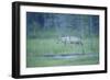 Wild European Grey Wolf (Canis Lupus) Walking, Kuhmo, Finland, July 2008-Widstrand-Framed Photographic Print