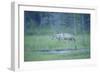 Wild European Grey Wolf (Canis Lupus) Walking, Kuhmo, Finland, July 2008-Widstrand-Framed Photographic Print