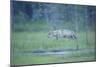 Wild European Grey Wolf (Canis Lupus) Walking, Kuhmo, Finland, July 2008-Widstrand-Mounted Photographic Print