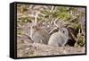 Wild European Rabbits-PaulMaguire-Framed Stretched Canvas