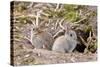 Wild European Rabbits-PaulMaguire-Stretched Canvas