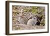 Wild European Rabbits-PaulMaguire-Framed Photographic Print