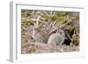 Wild European Rabbits-PaulMaguire-Framed Photographic Print