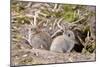 Wild European Rabbits-PaulMaguire-Mounted Photographic Print