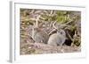 Wild European Rabbits-PaulMaguire-Framed Photographic Print