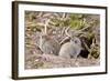 Wild European Rabbits-PaulMaguire-Framed Photographic Print