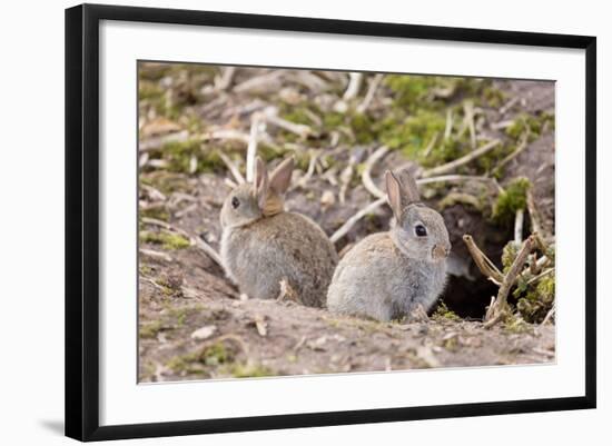 Wild European Rabbits-PaulMaguire-Framed Photographic Print