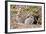 Wild European Rabbits-PaulMaguire-Framed Photographic Print