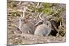 Wild European Rabbits-PaulMaguire-Mounted Photographic Print