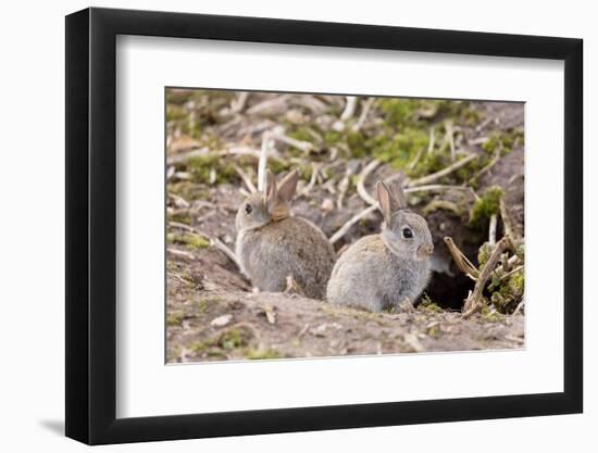 Wild European Rabbits-PaulMaguire-Framed Photographic Print