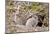 Wild European Rabbits-PaulMaguire-Mounted Photographic Print