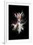 Wild Explosion Collection - The Antelope-Philippe Hugonnard-Framed Art Print