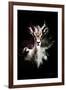 Wild Explosion Collection - The Antelope-Philippe Hugonnard-Framed Art Print