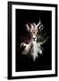 Wild Explosion Collection - The Antelope-Philippe Hugonnard-Framed Art Print