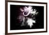 Wild Explosion Collection - The Cape Buffalo-Philippe Hugonnard-Framed Art Print