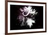 Wild Explosion Collection - The Cape Buffalo-Philippe Hugonnard-Framed Art Print
