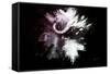 Wild Explosion Collection - The Cape Buffalo-Philippe Hugonnard-Framed Stretched Canvas