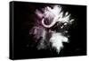 Wild Explosion Collection - The Cape Buffalo-Philippe Hugonnard-Framed Stretched Canvas