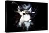 Wild Explosion Collection - The Impala II-Philippe Hugonnard-Stretched Canvas