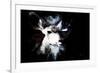 Wild Explosion Collection - The Impala II-Philippe Hugonnard-Framed Art Print