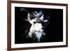 Wild Explosion Collection - The Impala II-Philippe Hugonnard-Framed Art Print