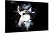 Wild Explosion Collection - The Impala II-Philippe Hugonnard-Stretched Canvas